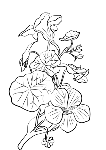 Indian Crefs Nasturtium Coloring Page